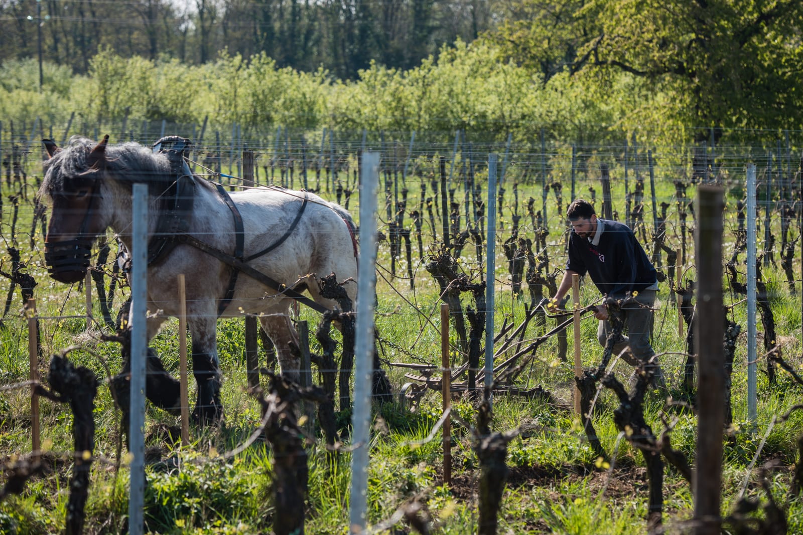 Domaine Brand